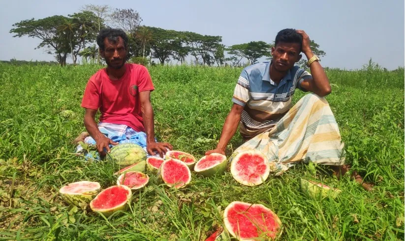 শত্রুতার জেরে ২৪ একর জমির তরমুজ ধ্বংস